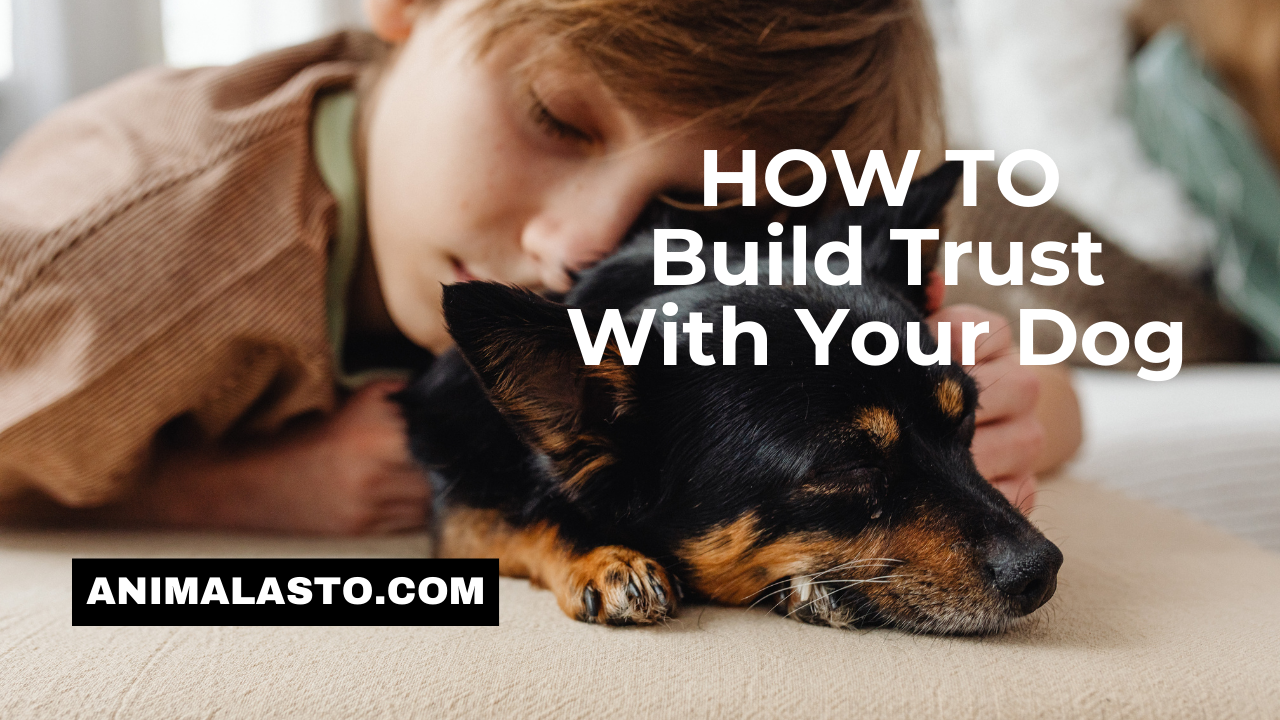 How to build trust with your dog